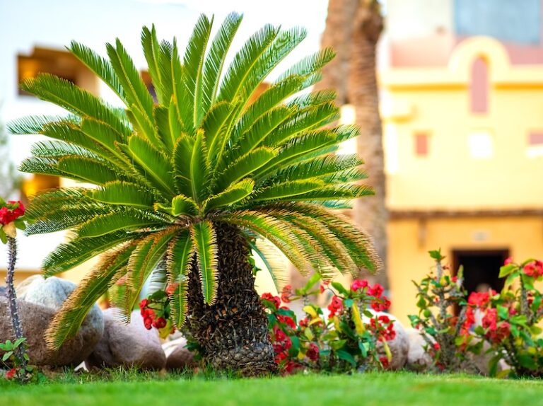 Sago palm and flower bed planting